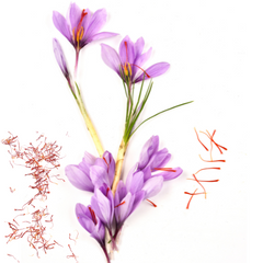 Kesar & Cardamom Fragrance Oil